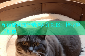 深夜福利国产精选海角社区：精彩视频推荐