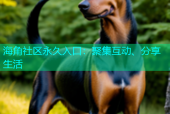 海角社区永久入口：聚集互动、分享生活