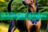 海角视频免费观看，尽享精彩影视